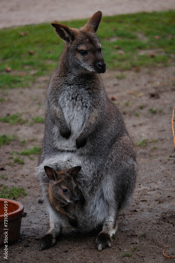 baby kangaroo in mothers pouch baby kangaroo in mothers pouch