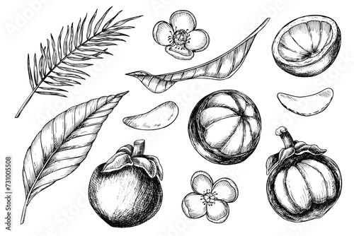 Mangosteen vector illustration. Hand drawn engraving of asian tropical Fruit and palm leaves. Set of linear drawings with tropical plant for product label. Exotic thai food in black and white colors.