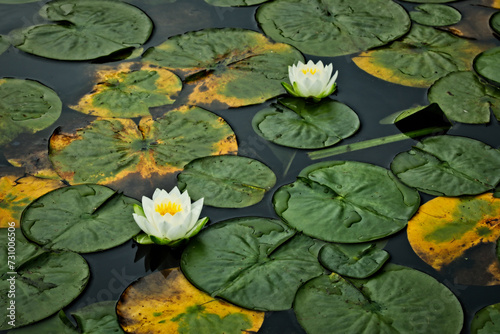Blooming lily in the middle of a lily pad