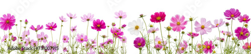 cosmos flower plant group PNG transparent background 