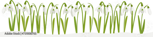 Snowdrops bloomed on a snowy meadow on a winter day, flat cartoon drawing. Spring landscape with flowers to create a holiday card.