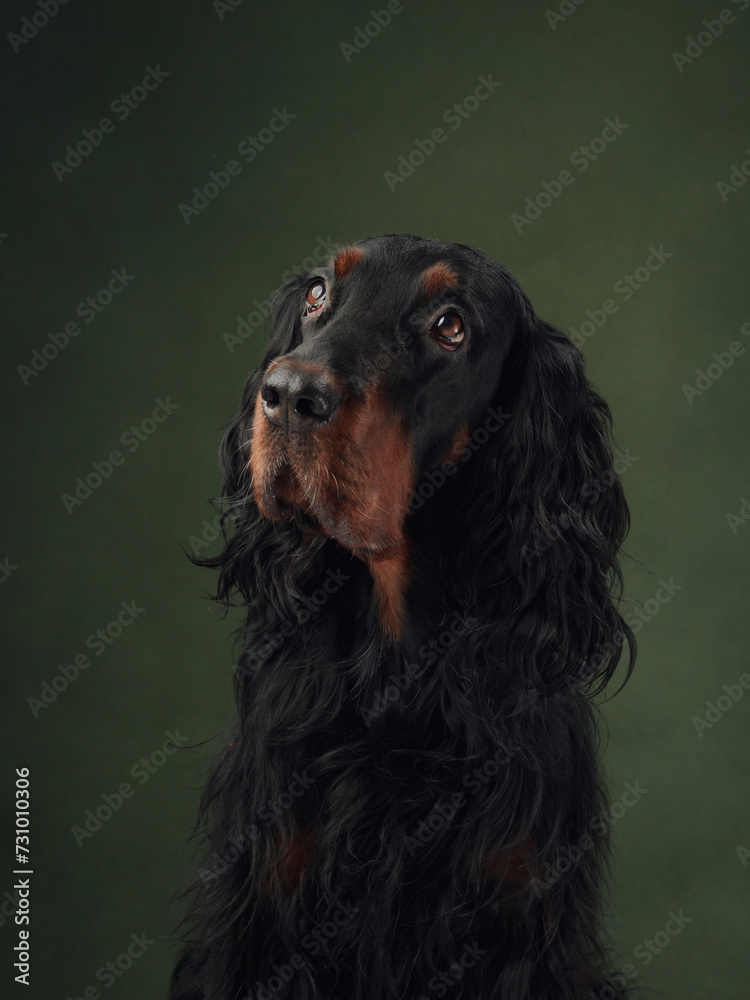 Gordon Setter dog portrait exudes elegance against a green background. The dog's attentive eyes reveal a noble character