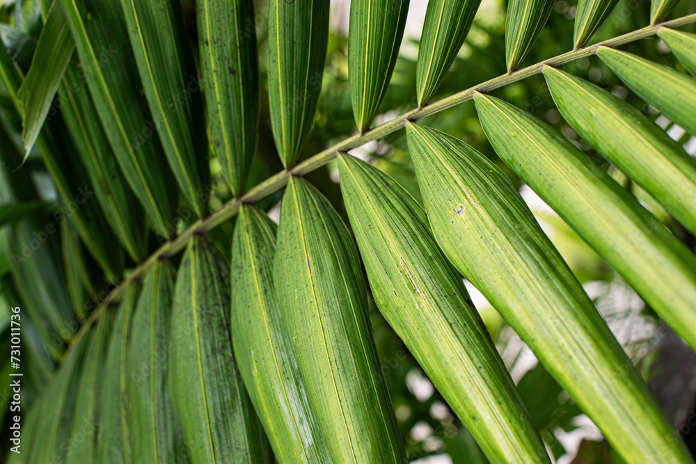 Fototapeta premium green palm leaves, natural background