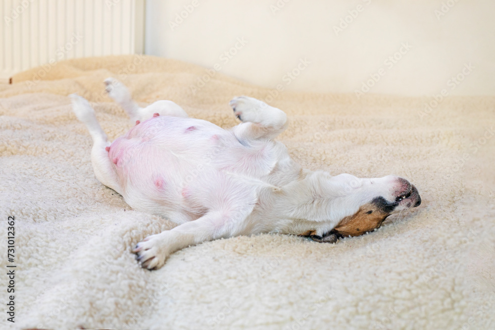 funny pregnant dog Jack Russell Terrier resting on a woolen rug in the room. Caring for pregnant and nursing dogs