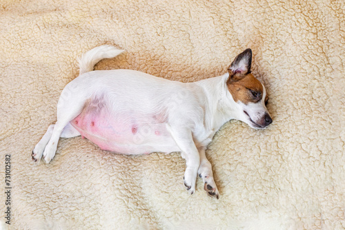 cute pregnant Jack Russell terrier dog lies on a woolen rug. Caring for pregnant and nursing dogs