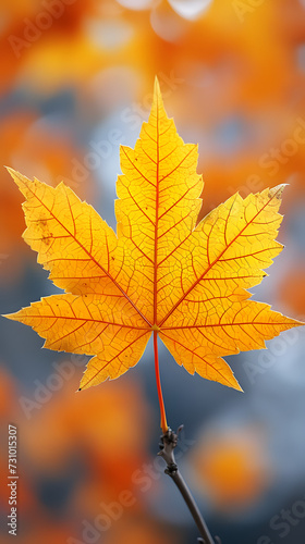 autumn maple leave with bokeh background