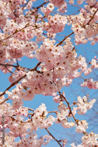 Cherry tree blossom, branches with pink flowers texture background in a sunny spring day, blue sky