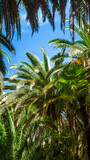 Palm trees and leaves in vibrant green and yellow tones against bright blue sky. Graphic resource with copy space and wallpaper or thumbnail. Hot summer sunny weather. 16:9 mobile friendly format