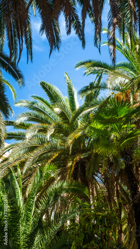 Palm trees and leaves in vibrant green and yellow tones against bright blue sky. Graphic resource with copy space and wallpaper or thumbnail. Hot summer sunny weather. 16:9 mobile friendly format