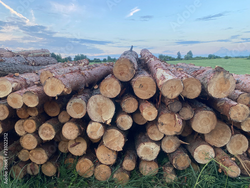 logs stacked on top of each other against the blue sky. natural nature background