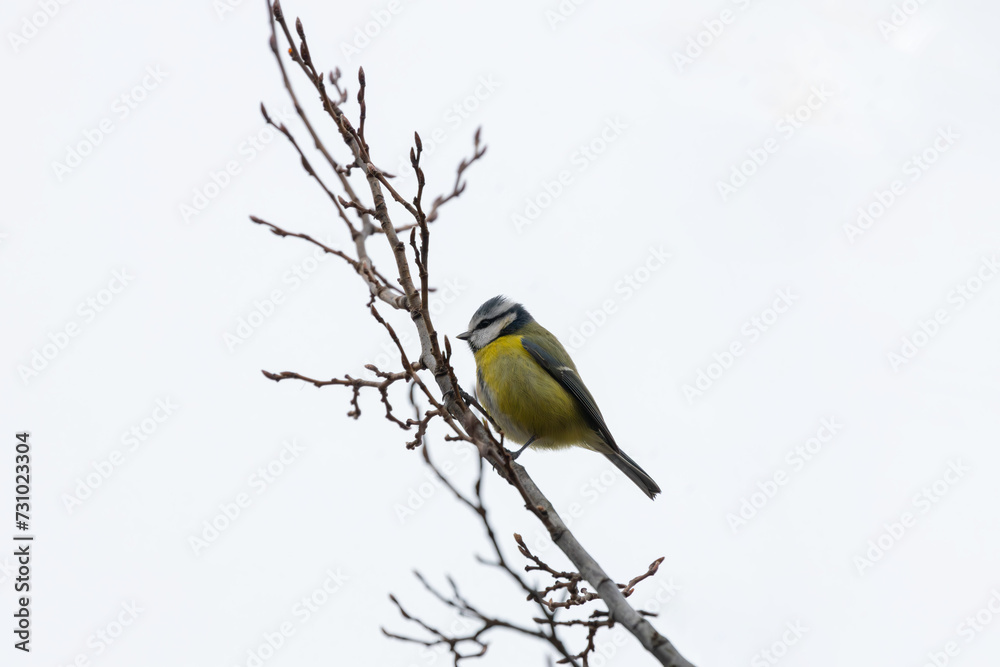 Blue Tit (Cyanistes caeruleus) in El Retiro Park, Madrid Blue Tit (Cyanistes caeruleus) in El Retiro Park, Madrid