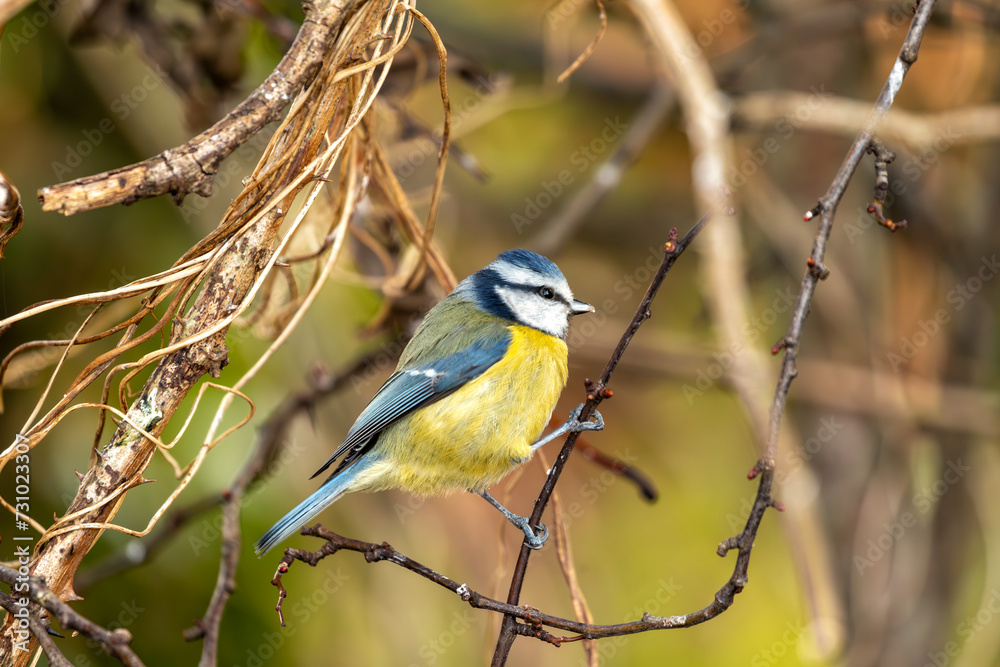 Obraz premium Blue Tit (Cyanistes caeruleus) in El Retiro Park, Madrid