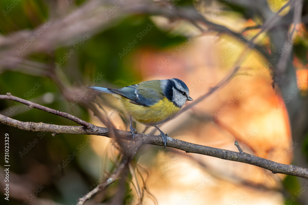 Obraz premium Blue Tit (Cyanistes caeruleus) in El Retiro Park, Madrid
