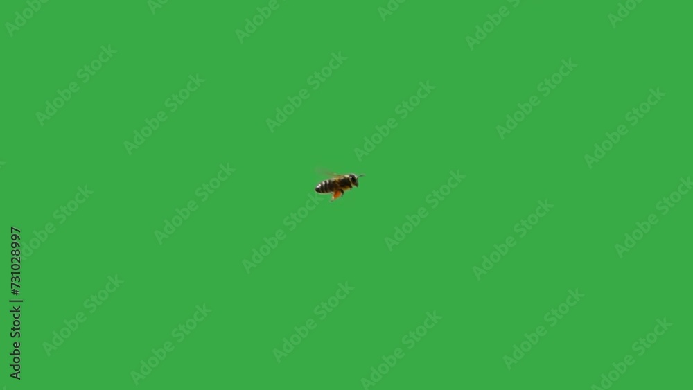 flying bee with nectar on its paws on a green screen. slow motion