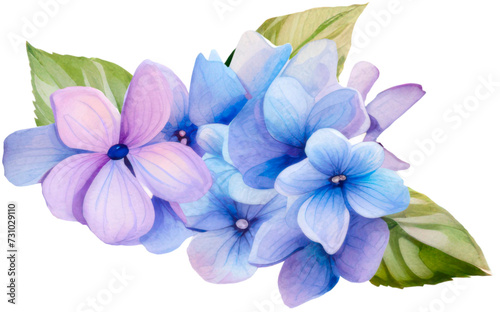 Beautiful bouquet of blue and purple  hydrangea   flowers