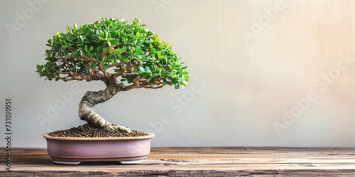 Beautiful bonsai tree in a pot
