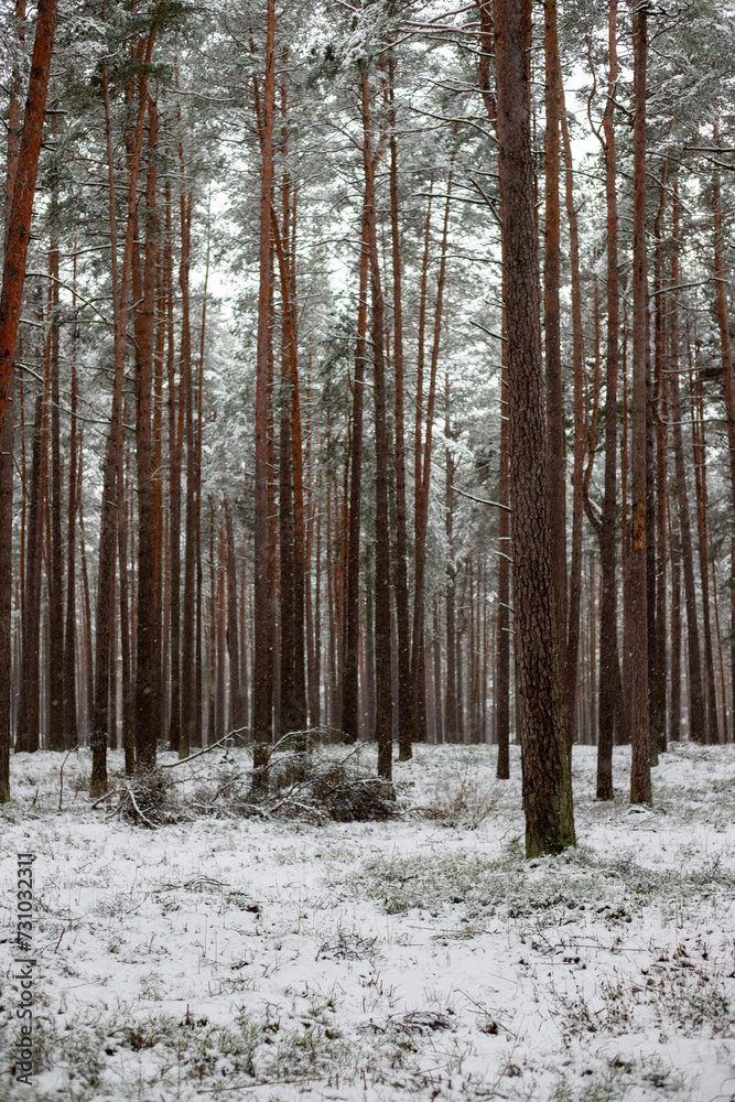 Fototapeta premium Snow-Covered Pathway Through a Pine Forest