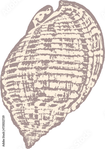 colored illustration of the top of a conch seashell