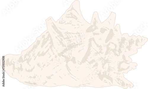 illustration of  white conch seashell 