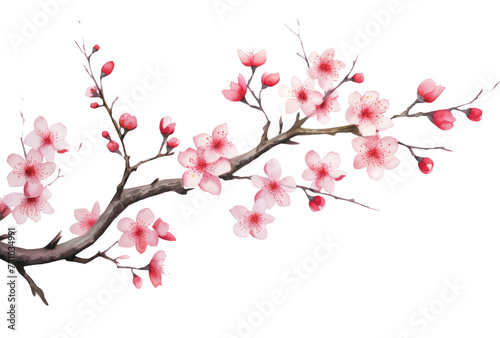 Spring Elegance  Cherry Blossom Branch Isolated on Transparent Background - High-Quality PNG Image © INORTON