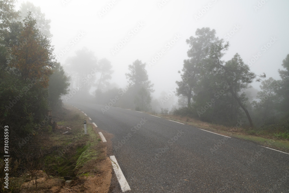 Road through forest covered in fog Road through forest covered in fog