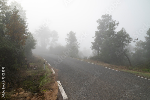 Road through forest covered in fog