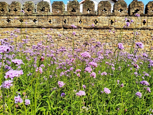 In the picture there are purple flowers with green stems and leaves blooming. There are small and large flowers lined up together. The background picture is an old city wall with old brown bricks with