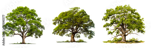 A set of huge trees with green leaves  isolated on transparent background.