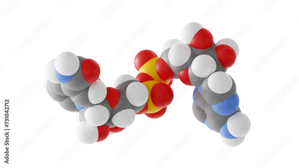 nicotinamide adenine dinucleotide molecule, nad, molecular structure ...