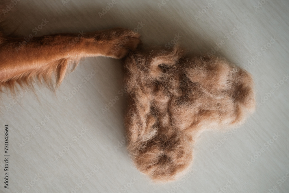 Top view of a golden retriever dog's paw with a fur heart lying next to it. The concept of shedding in dogs. Valentine's Day banner for grooming salon. Pet hair care.