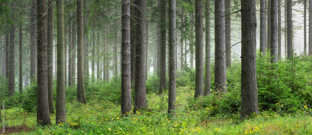 Fototapeta premium Panorama of Natural Spruce Forest with Morning Fog