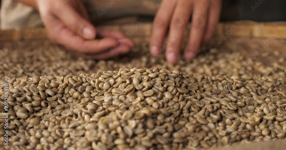 Raw coffee bean on hand.hand is sorting the coffee beans ,raw green coffee beans