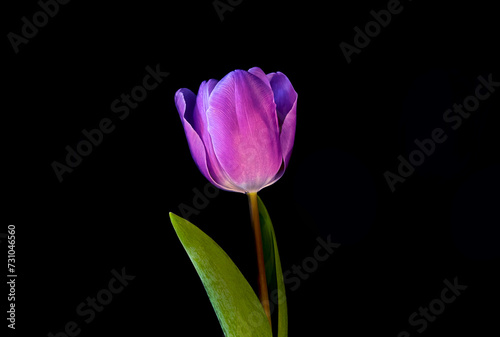 Close up Purple tulip isolated on black background. Studio shot  spring time. Holland tulip. 