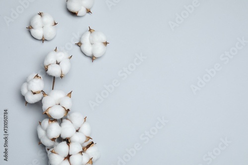Beautiful cotton flowers on light grey background, flat lay. Space for text