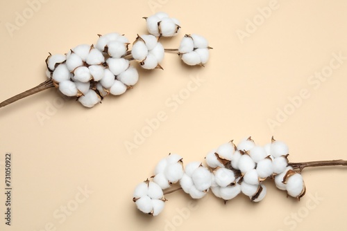 Beautiful cotton branches with fluffy flowers on beige background  flat lay. Space for text