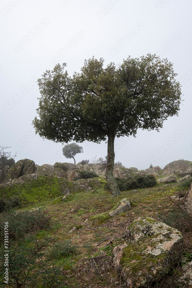 A young oak tree growing wild in the bush between granite stones on a foggy day. Mountains of Extremadura. A true landscape