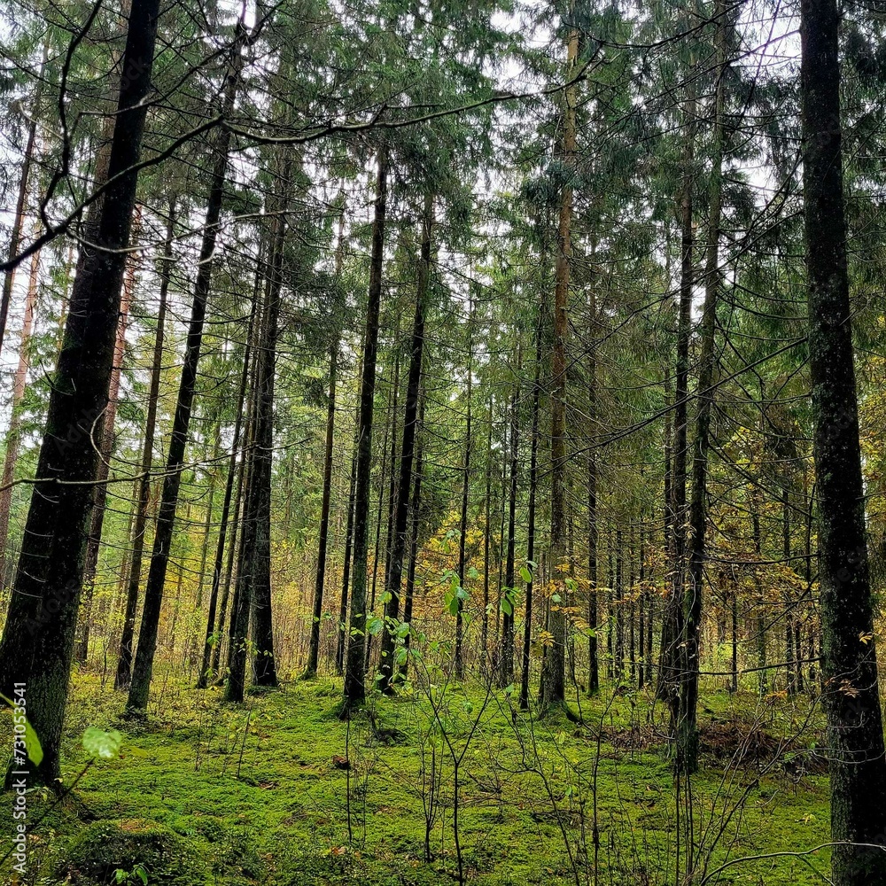 Fototapeta premium forest in spring