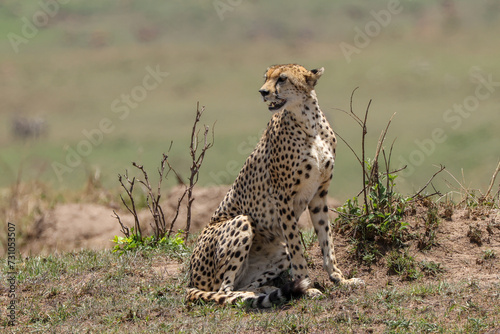 a cheetah on hunt in Maasai Mara NP © Marcel