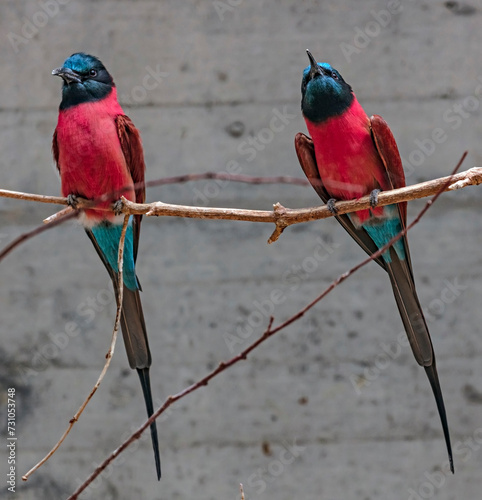 Two carmine bee-eaters on the small branch. Latin name - Merops nubicus nubicus photo