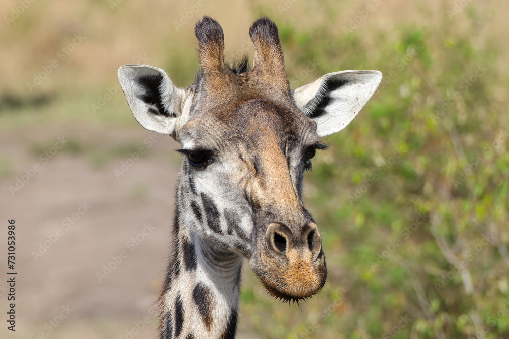 Obraz premium portrait picture of a giraffe in Maasai Mara NP