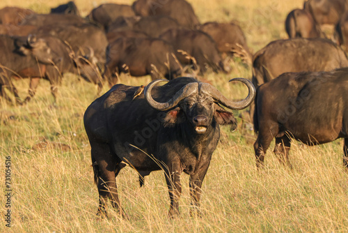 Fototapeta Naklejka Na Ścianę i Meble -  african buffalo in early morning light in Maasa Mara NP