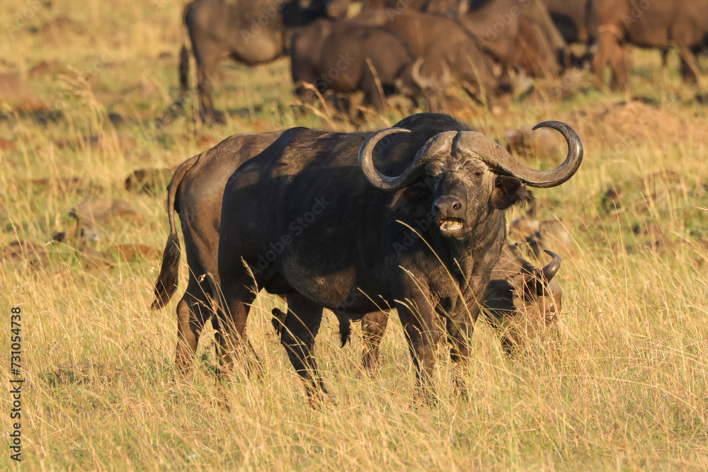 Obraz premium african buffalo in early morning light in Maasa Mara NP
