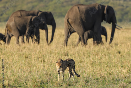 Canvas Print a cheetah on patrol in the savannah with crossing elephants in the background