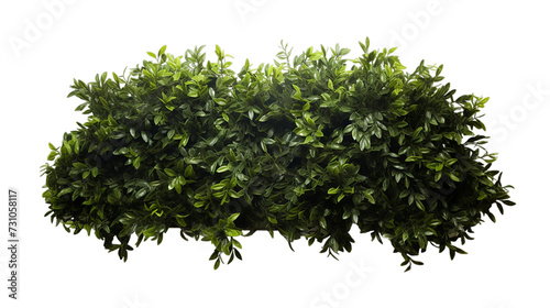 bush on transparent background cutouts