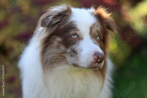 Beautiful brown and white merle Border Collie dog with striking blue eyes and canine Epilepsy is standing in the garden and looking straight into the camera.
