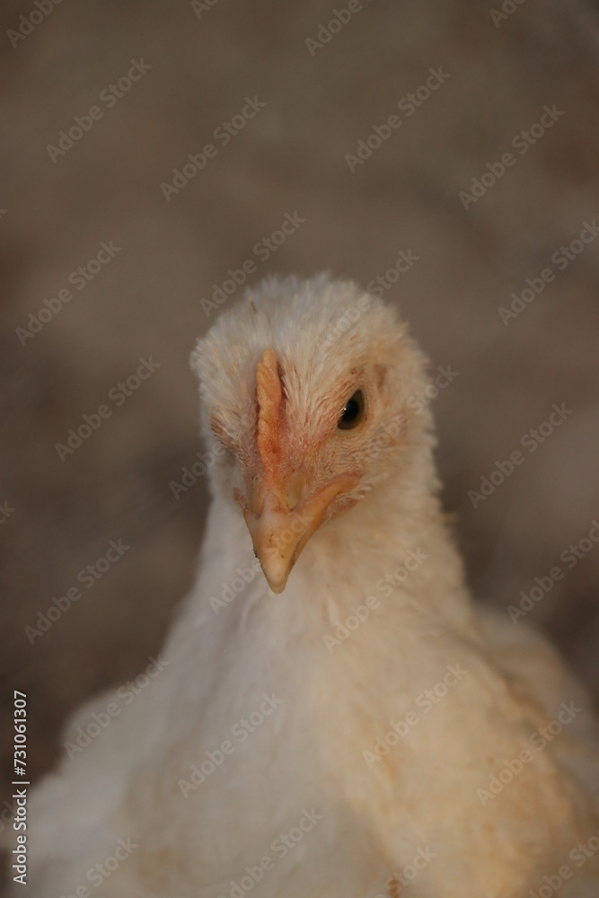 portrait of a goose