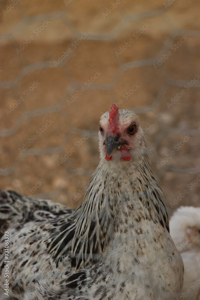 portrait of a goose