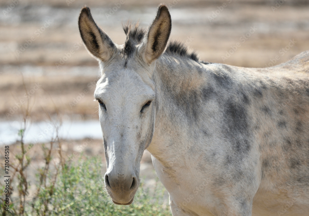 White and dappled gray mule close-up