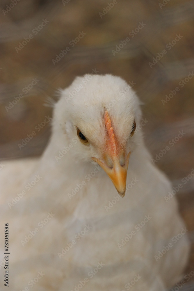 Obraz premium portrait of a goose