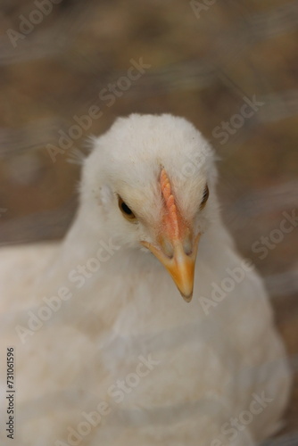 portrait of a goose © Nerit